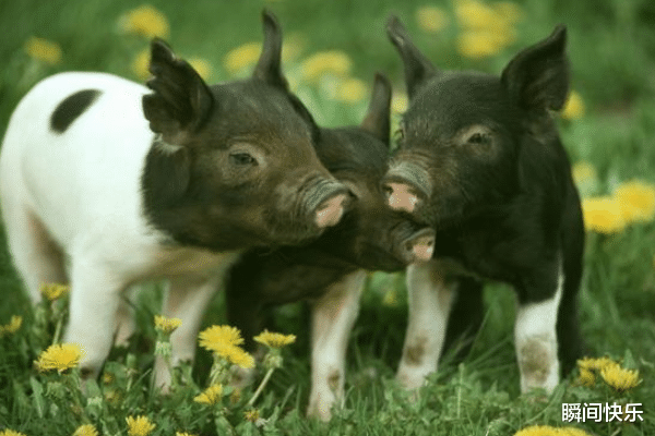 瞬间快乐|8月以后，财神点名，突破瓶颈，3生肖勇往直前，人生即将大逆袭