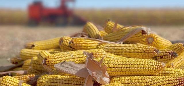 奶爸育儿宝库|旱灾+涝灾，国际粮价大幅上涨，跌跌不休的国内粮价能反转吗