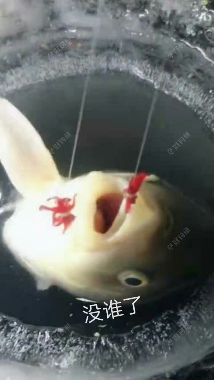 饵料|东北棚钓大鲫鱼之春季垂钓技巧六