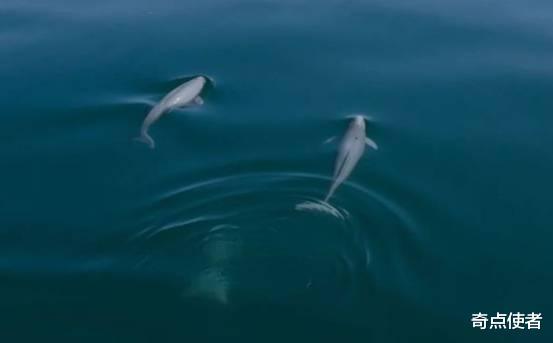 中国国际进口博览会|误闯杭州的东亚江豚已死亡！生前每20秒出水一次，它经历了什么？