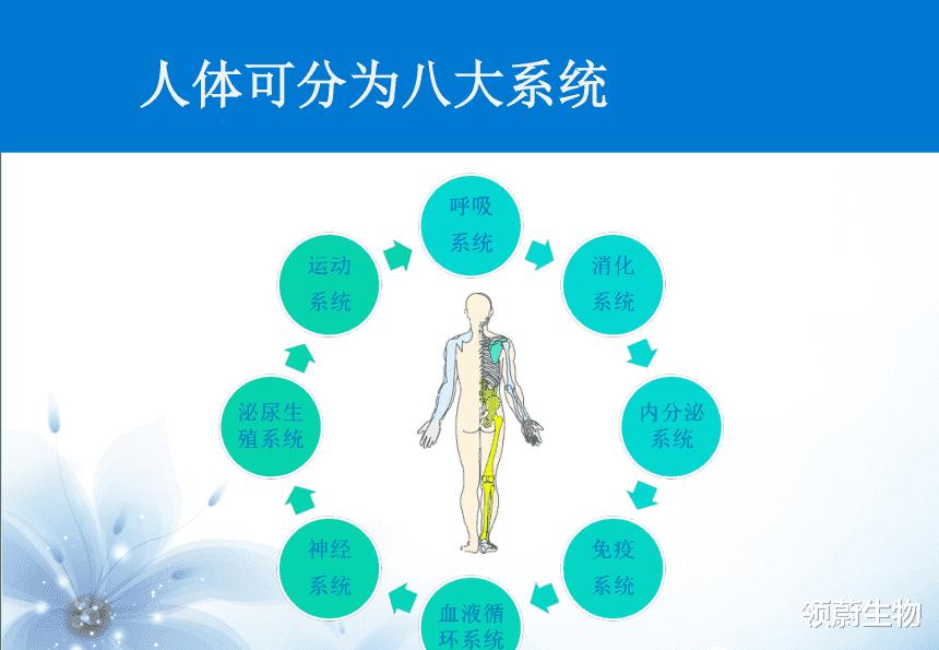 科学家 详解干细胞如何保护人体八大系统，从而让人类获得健康长寿的奥秘