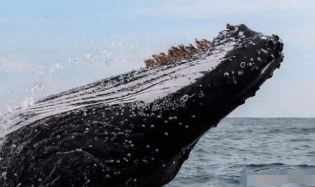 舜网 为什么大白鲨的皮肤相比于鲸鱼的皮肤来说是光滑很多？