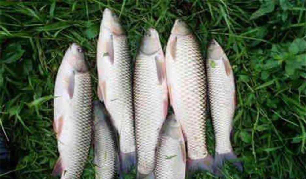 |立夏过后钓鱼,这些技巧有变化,在变化之中找到规律,渔获差不了