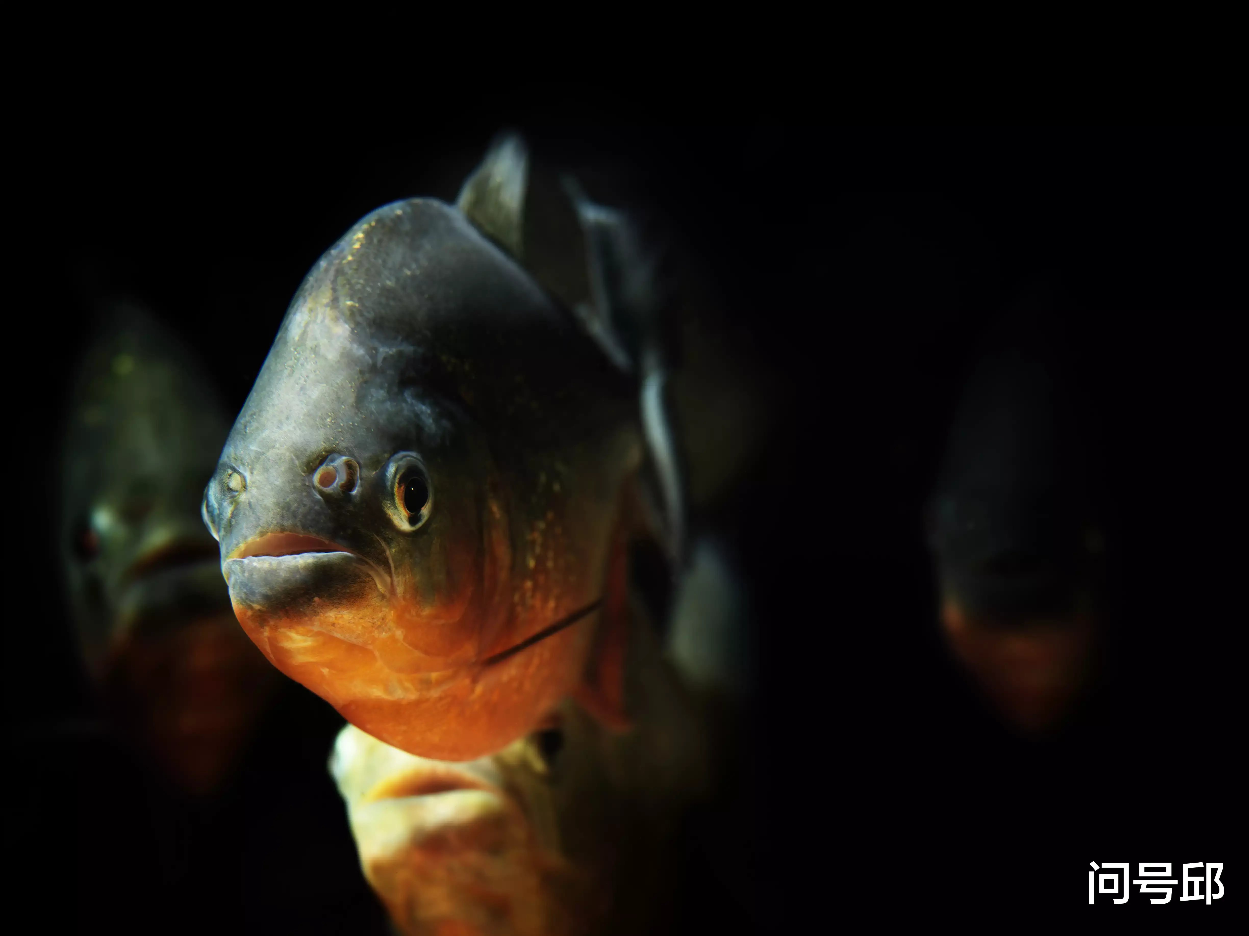 食人鱼 12个食人鱼的事实：让你深入了解这种可怕的鱼也有温柔的一面