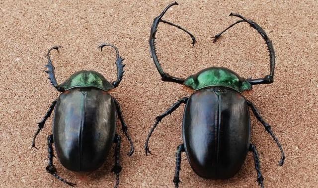 原创 罕见！阳彩臂金龟重现安徽，1982年被宣布灭绝，消失物种为何再现