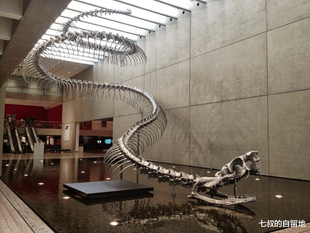  世界上的蛇到底有多大？5800万年前的泰坦巨蟒是否仍然存在？