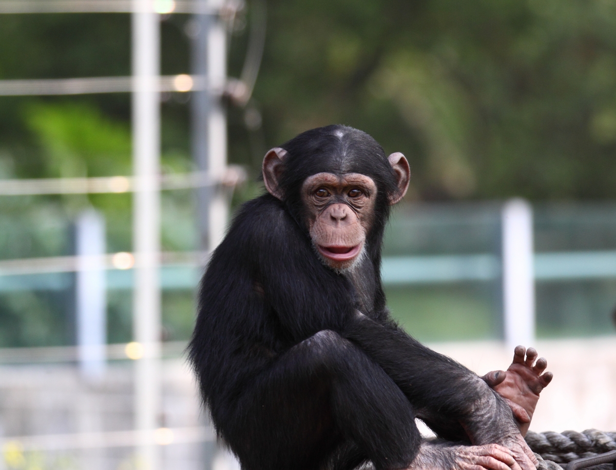 科学家|苏联违背伦理的实验：让人类怀上猿猴的孩子，失败却是最好的结局