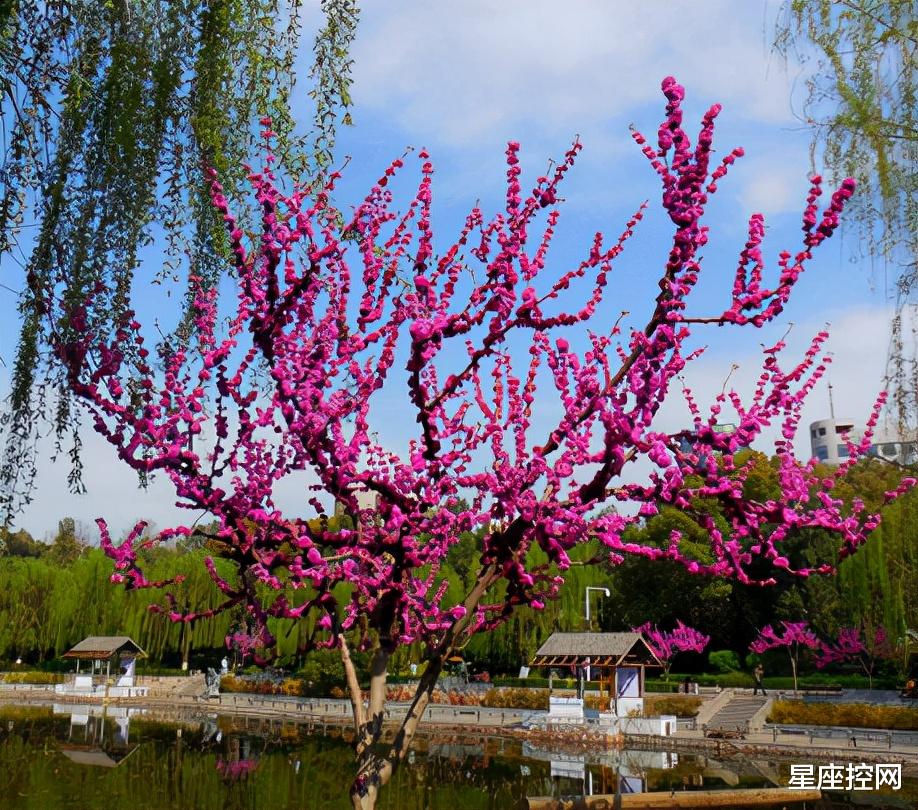 金牛座|哪些日子出生的人,做人做事善于规划,条理清晰,容易获贵人赏识