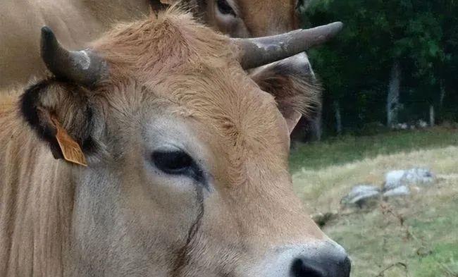 科学家 为什么牛被宰杀时会流泪?科学家:其实它也和人一样是有感情的