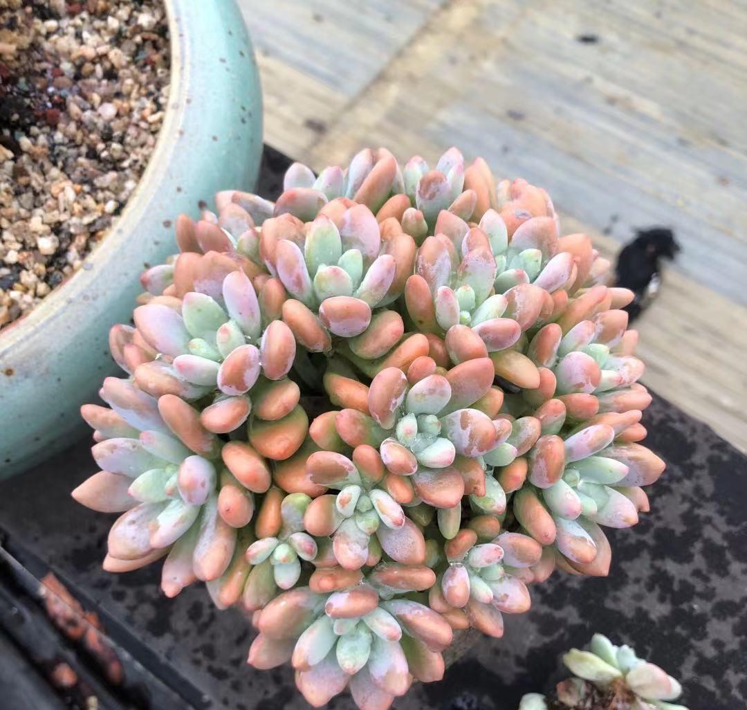 说说家装那点事儿|最受欢迎的10大多肉品种，颜值很高，深受花友喜欢，你养了吗