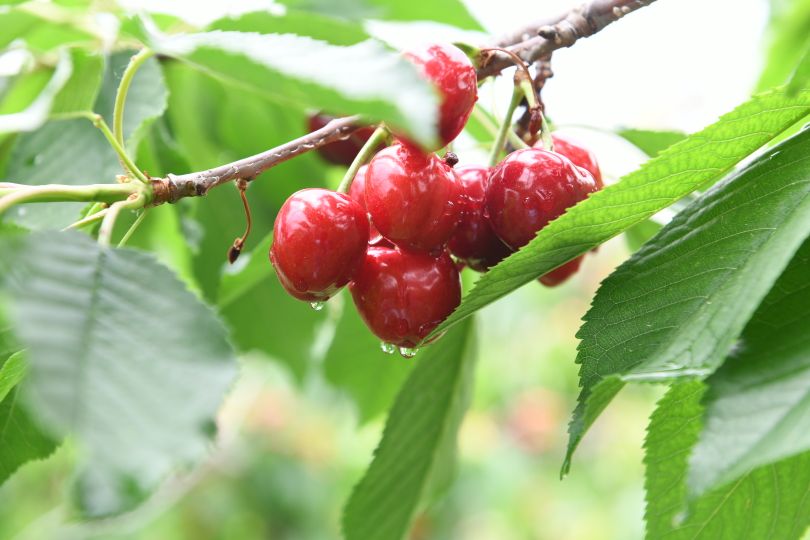 陕西蜗牛 铜川大樱桃成熟上市，快来体验采摘乐趣