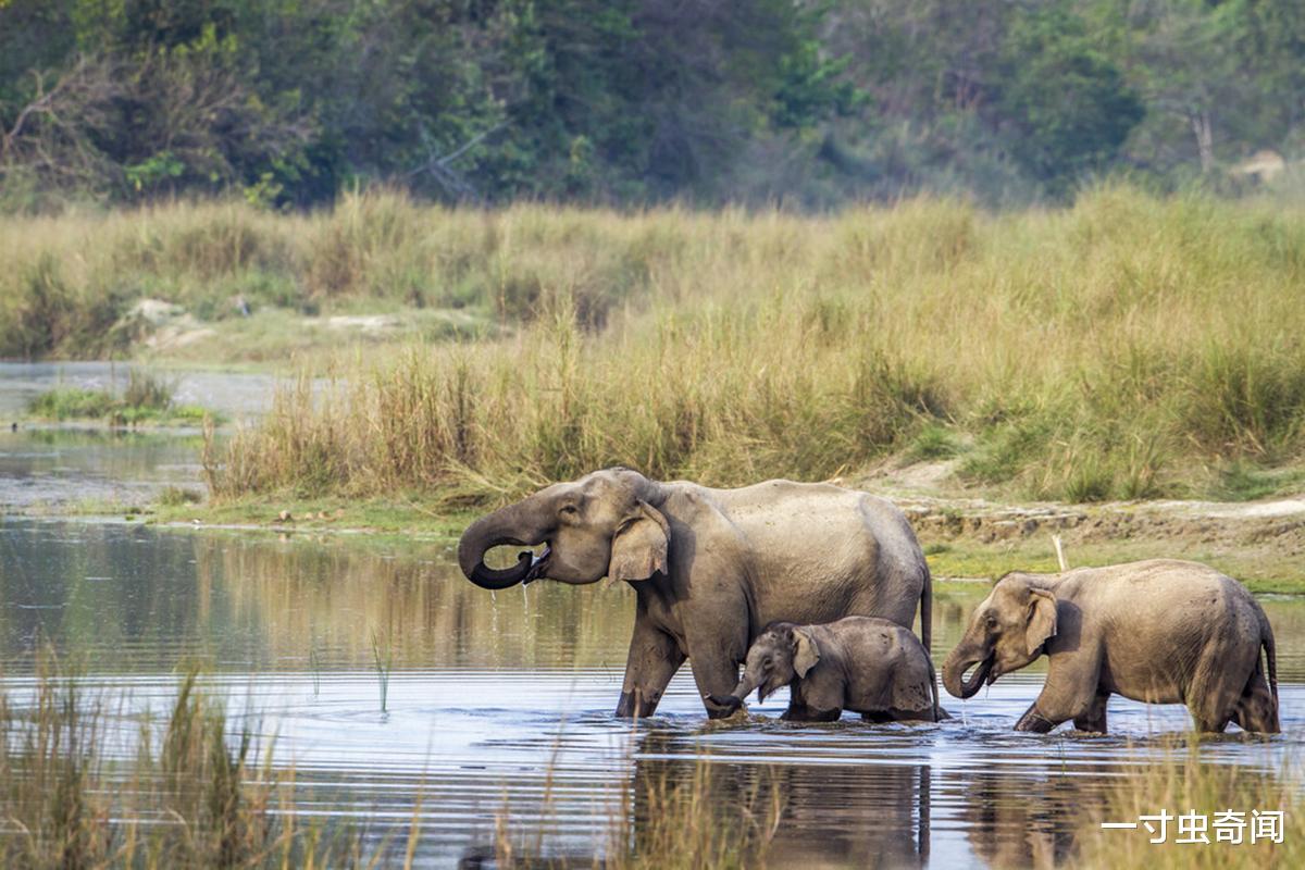 黑猩猩 人兽矛盾不可调和？乌干达黑猩猩抢幼儿致死，其实黑猩猩嗜肉成瘾