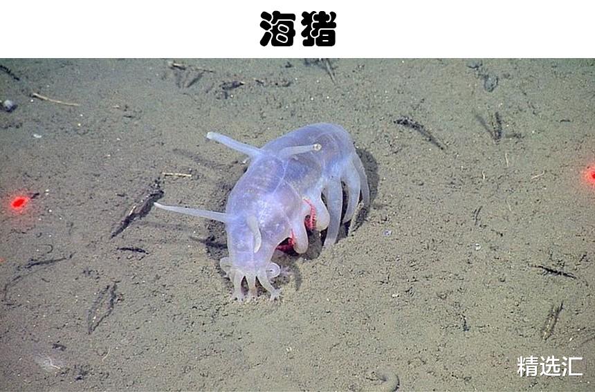 科学家 令无数人感到害怕，但实际上却不那么危险的7种动物