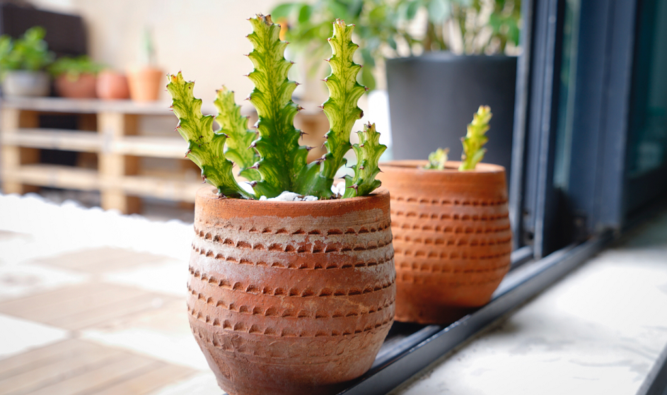 冬天不爱开窗就种植这4样植物，专门吸收废气！