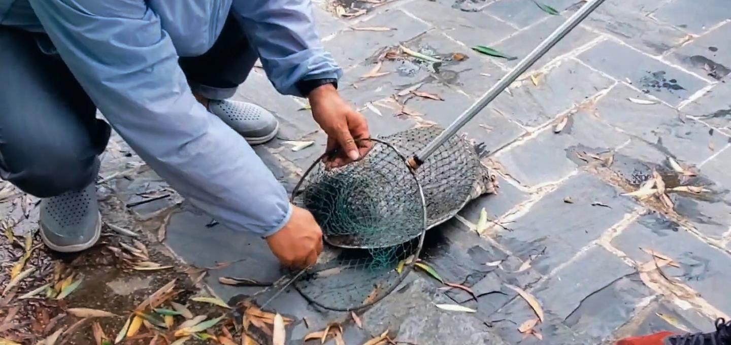 运势 湘江“老鳖”浮头换气，瞬间被岸边男子甲鱼枪打中，路人想500买