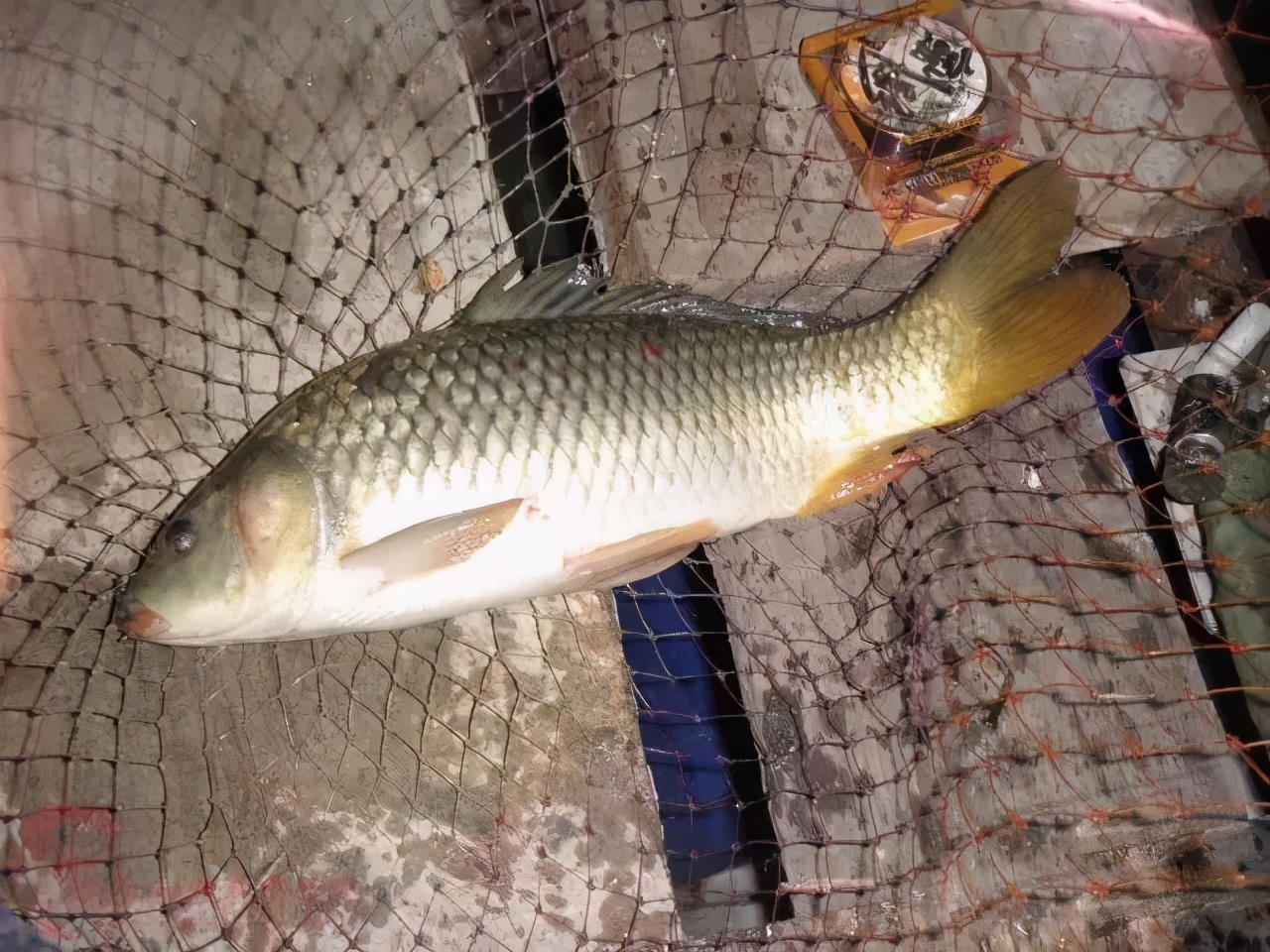中小学|钓点、打窝、窝料和钓饵，做到这三点，野钓鲤鱼一点也不难