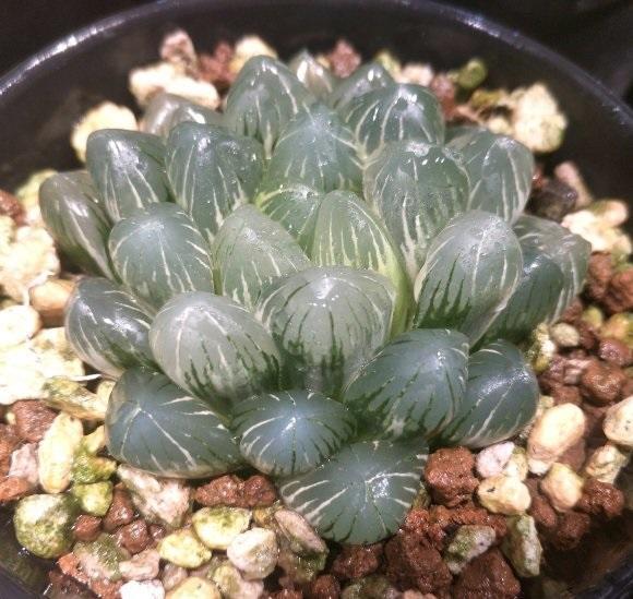 向阳园艺|你买过最贵的多肉多少钱？300块的冰灯玉露锦，很多人都说不值