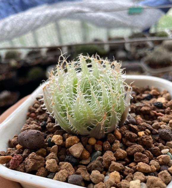 向阳园艺|养玉露，不同于养景天，所属科目不同，玉露对水的需求更高