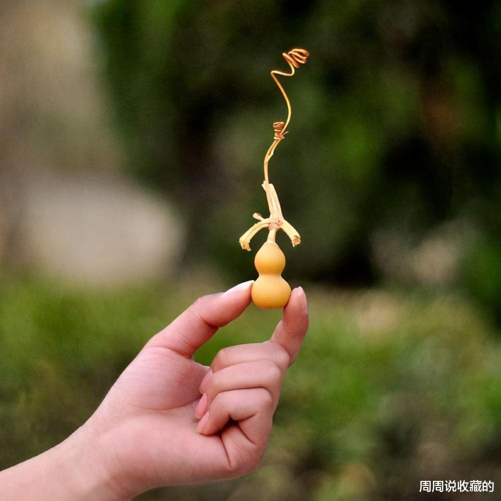 文玩葫芦|为什么文玩葫芦的个头越小价格越贵？