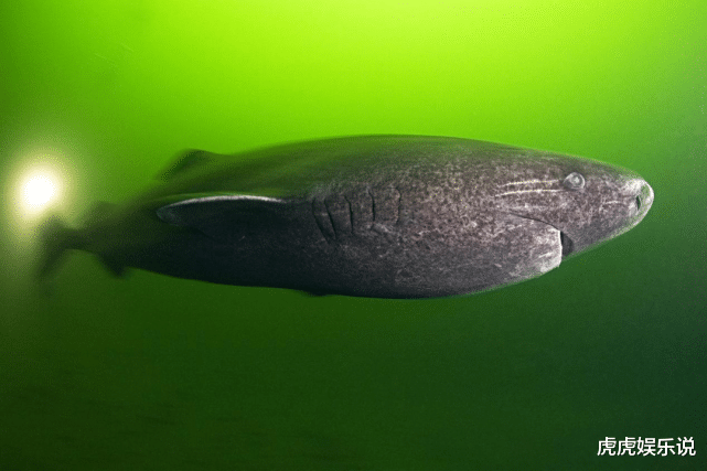 鲨鱼 世上最长寿的脊椎动物，说长命百岁那是在骂鱼，猜它能活多久？