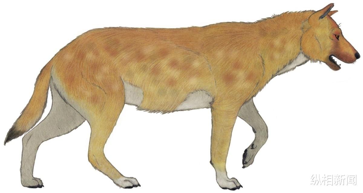 遗骸 德马尼西发现野狗遗骸，180万年前与人类比邻而居互盗食物