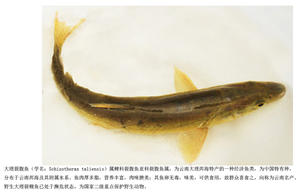 |钓鱼人讨厌的一种鱼,一度泛滥成灾,短短数年,欧美多地“失守”