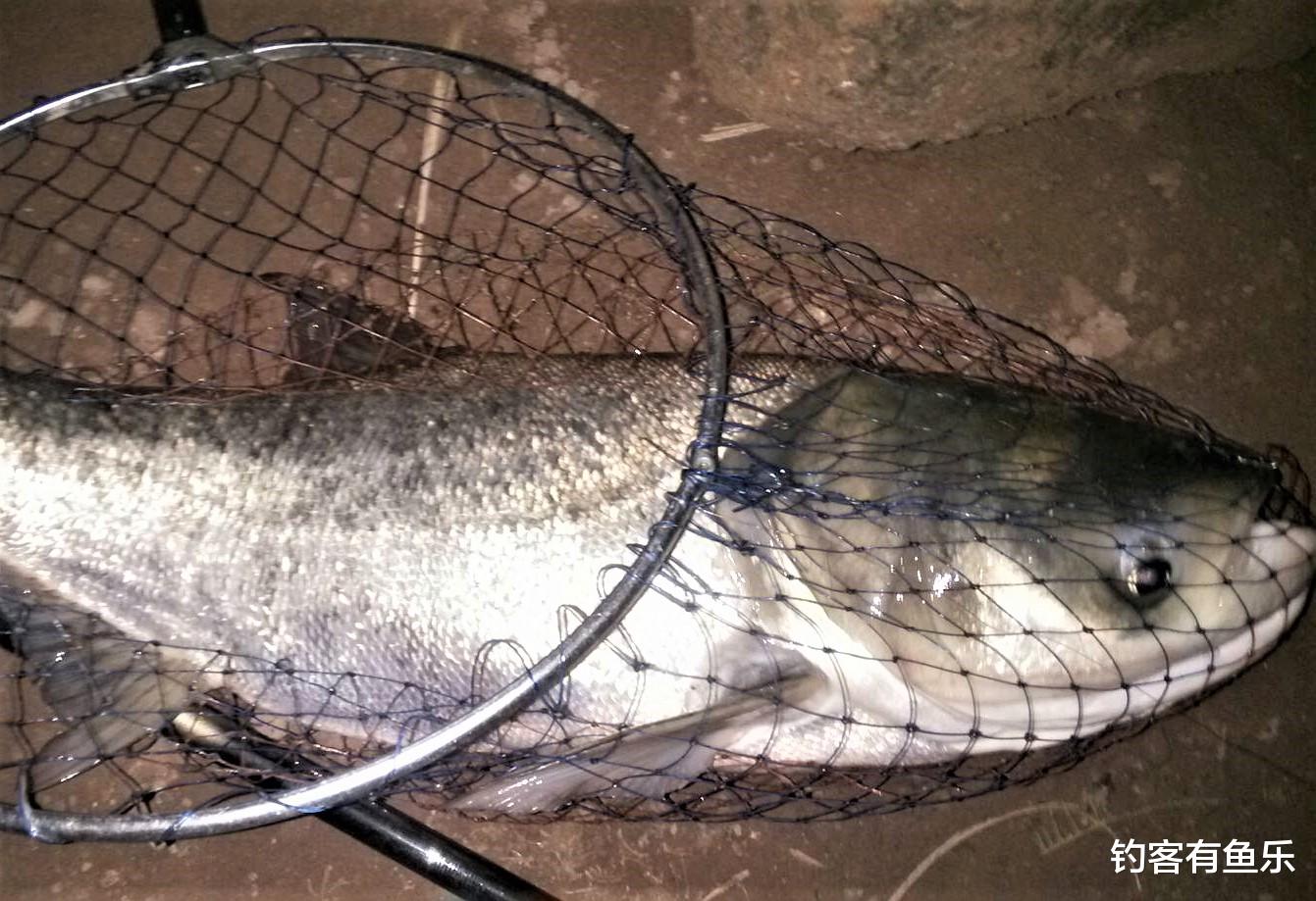 长沙|夏天钓鲢鳙，清楚几点要素，不会钓鱼的人也爆护