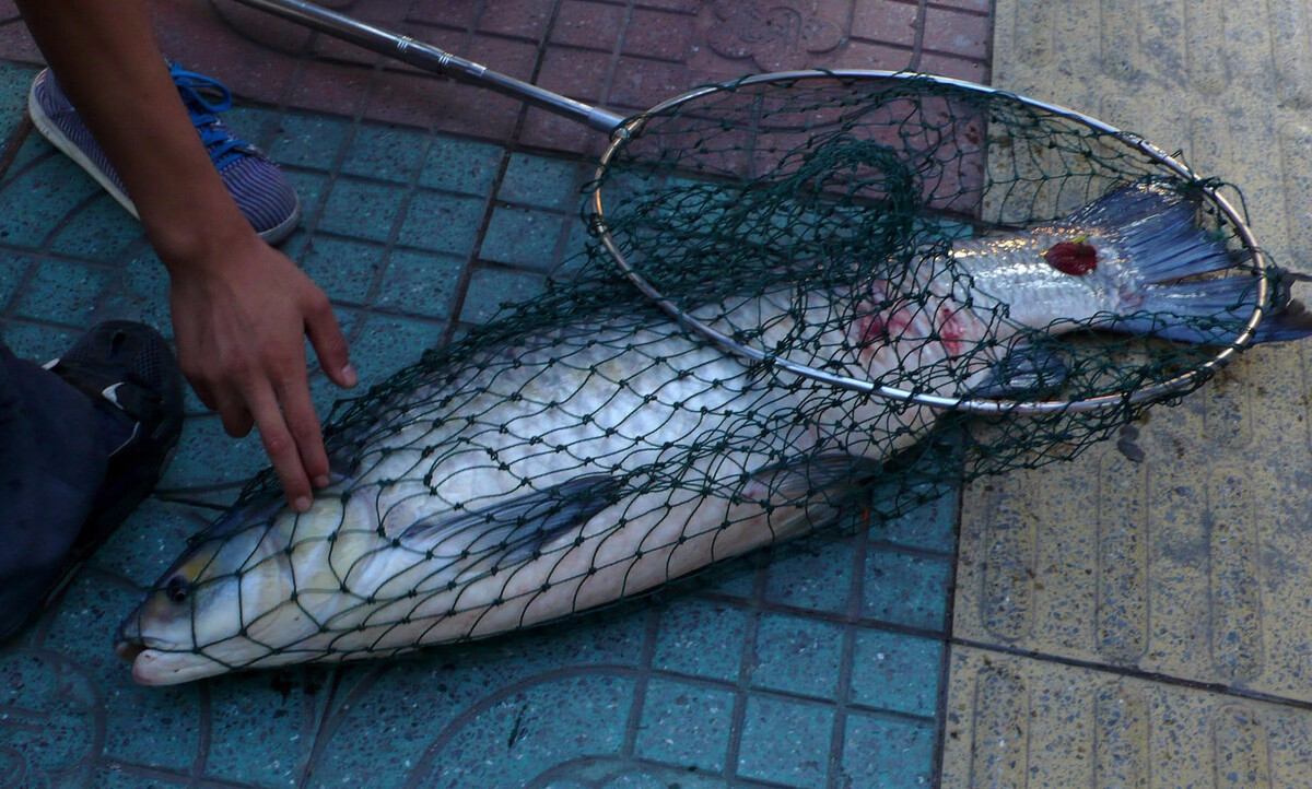 饵料|青鱼或许成为首个弃养鱼种，百斤大青鱼也许会成为钓鱼人永远的梦