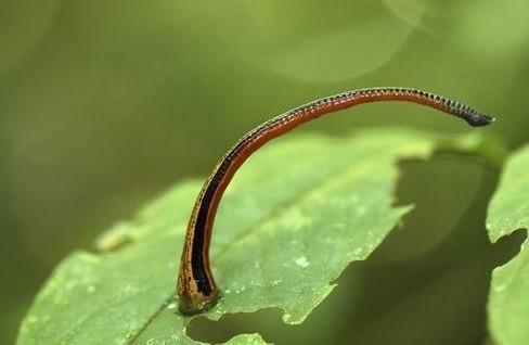 胃酸 听说不小心把蚂蟥吃进肚子里，它会在肚子里繁衍后代，是真的吗？