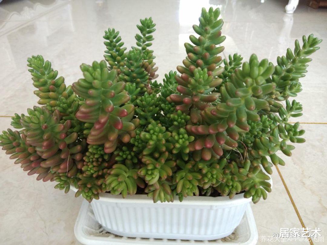 居家艺术 养这些多肉植物吧，能玩就玩一玩，不能玩就把它吃掉！