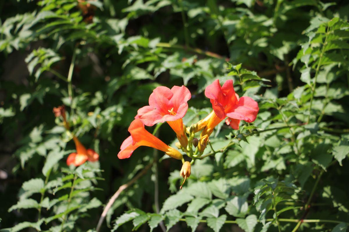 凌霄花|3种花“烂大街”，却是打造花园的“王牌”，秋天院子里必备