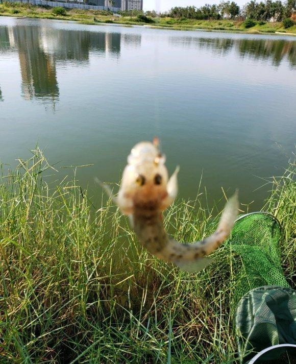 长江|河道钓鱼却被“趴地虎”搞得心态爆炸?钓鱼人:这是四大害鱼之首