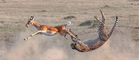 南极 南极磷虾每年被吃掉至少2亿吨，为何至今还没有灭绝？