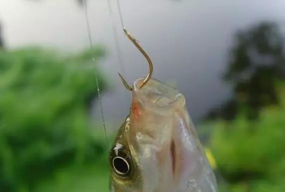 |谁说钓鱼没有玄学，这几个邪门规律，只要是个钓鱼人，就都经历过