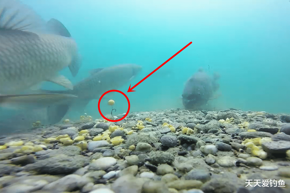 饵料|钓鱼技巧：分享几种“外国进口”的先进钓法，他山之石可以攻玉！