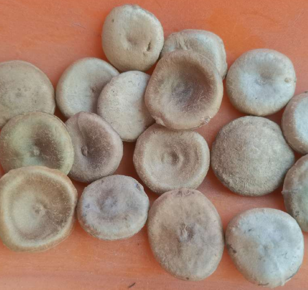 枸杞|身边的中草药——28味毒性中药