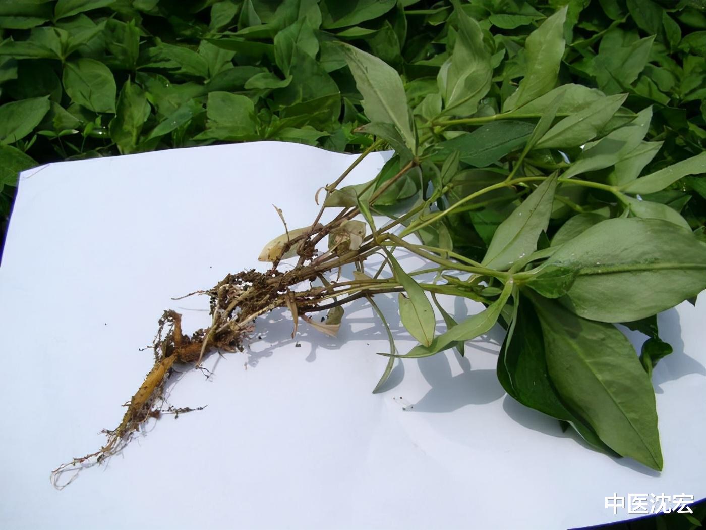 中药|一补就上火，虚不受补怎么办？简单一味中药，健脾养胃，补气生津