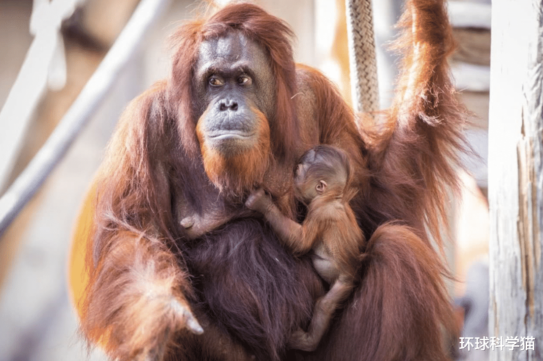 |残暴的婆罗洲猩猩，将懒猴从树上打落，生吞懒猴，食物链混乱了？