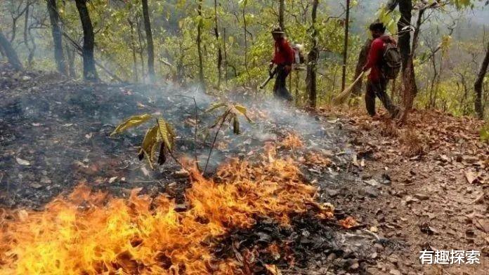 蟒蛇 先有牛吃蛇，后有蛇吃牛，吃得牛怀疑人生，为何有这种怪异行为?