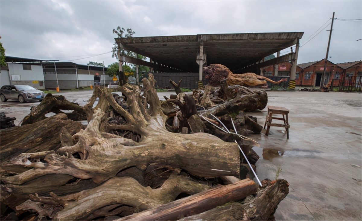 根雕|投200万雕一巨狮300万没卖，开价1000万没人要当成废品搁置5年