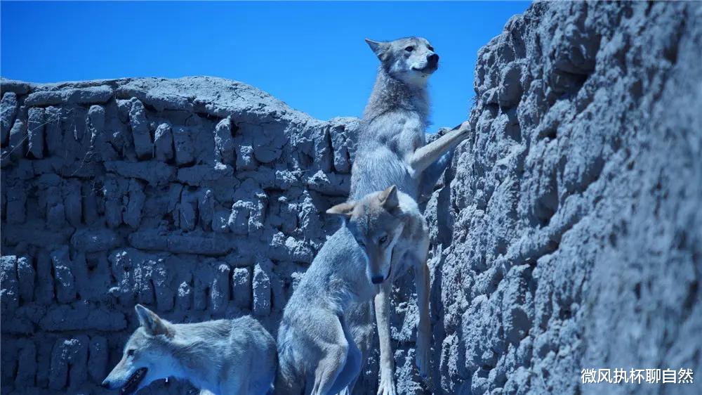 微风执杯聊自然|勇犬传，荒年饥狗猎食于野，合狼生神犬，百狼群中毙狼王以消狼灾