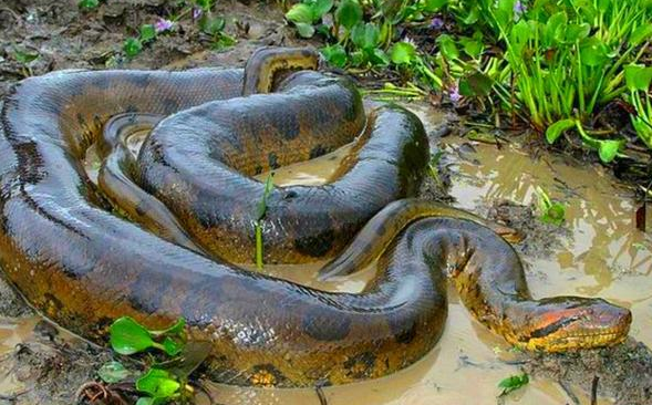  地球上最大的蛇是什么？有天敌可以克制它们吗？说了你别不信