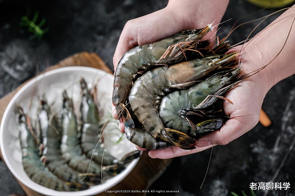 老高聊科学 为什么黑虎虾入侵美国红叶林，胖得和人胳膊一样粗，我国却不够吃