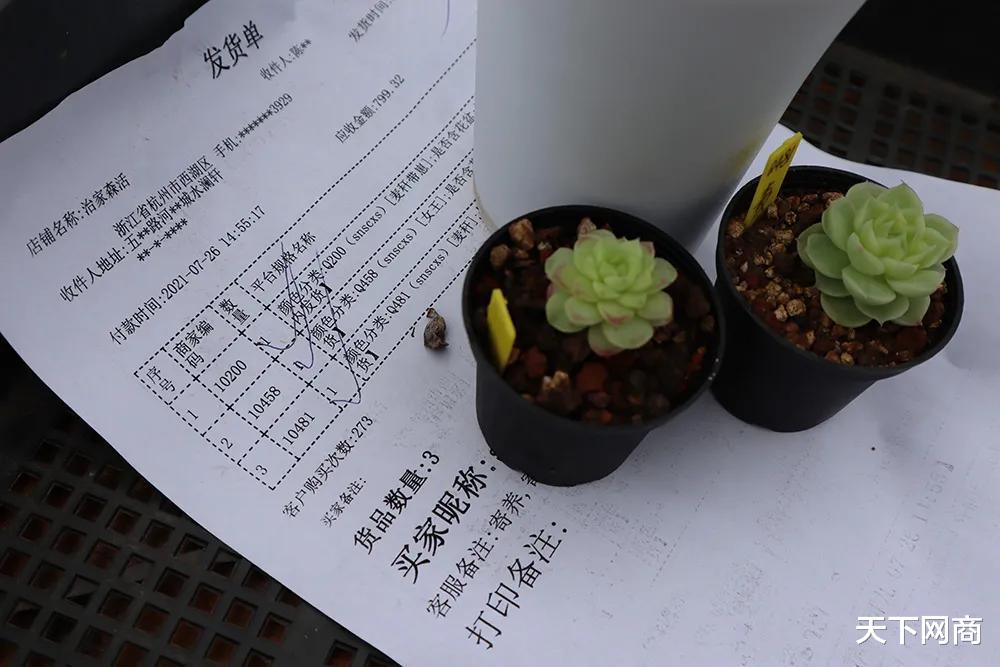 流浪汉|淘宝出现高温新职业：他帮网友云养27万盆多肉