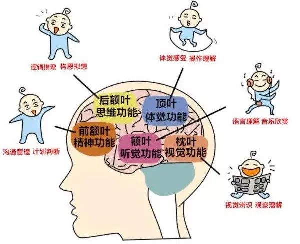 量子纠缠 36号公园精选   脑科学家研究：发展孩子大脑最好的3个方法！