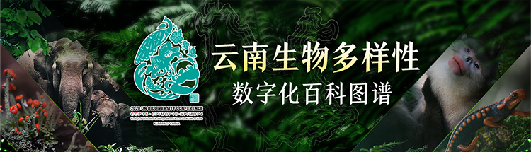 云南生物多样性数字化百科图谱,网蝽:林间身披琉璃华裳的仙子