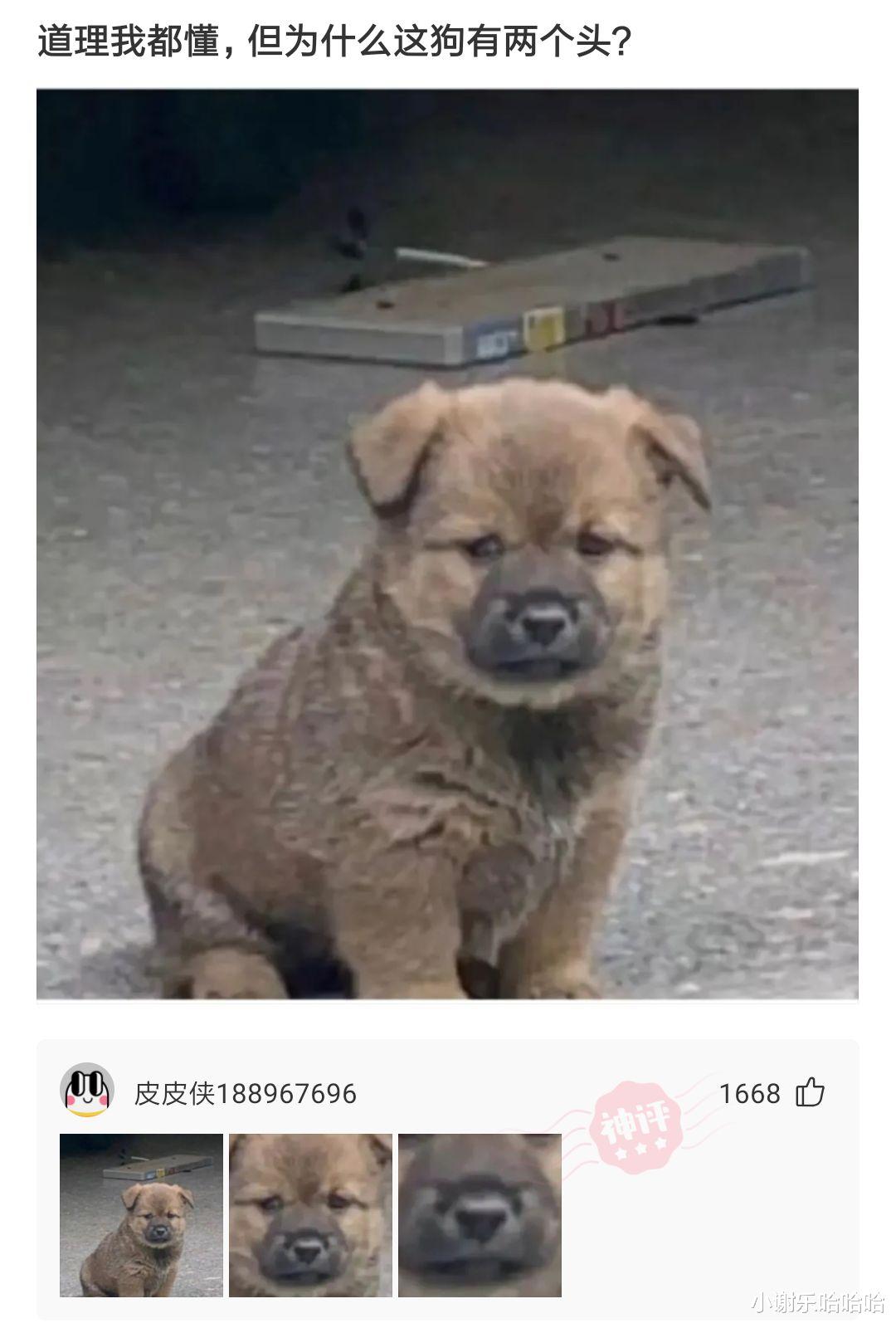 神回复:为什么运动会上,男生都喜欢看女生跑步?神评真相了