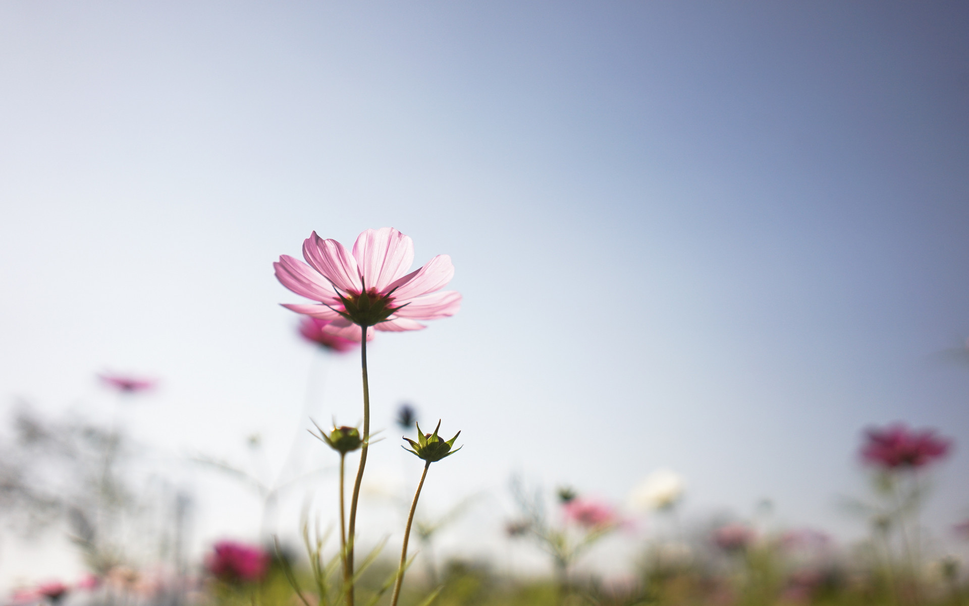西厢有情|做个简单的人，平淡，幸福