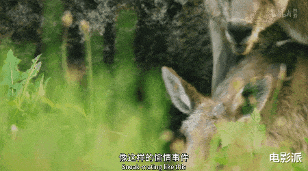 无码交配,这尺度不付费真能看?