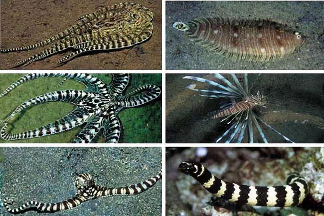 银河系 为何章鱼被认为是外星物种？3个心脏9个大脑，不仅会变身还很聪明